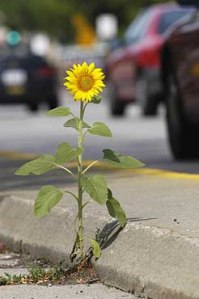 sunflower_Univ_Ave05_10026
