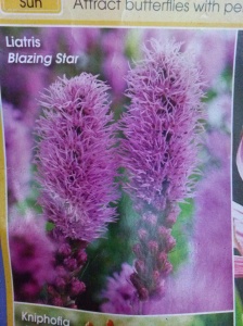Blazing Star Flowers