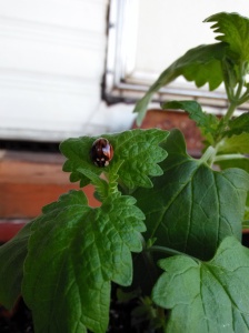 Lady bug-type bug on my catnip