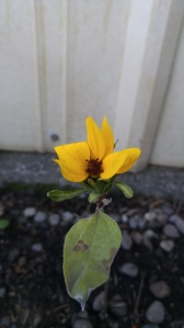 This little sunflower, no more than 7 inches tall, is adorable