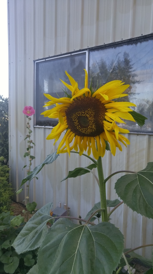 bed-head sunflower
